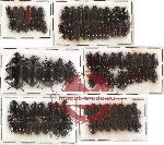 Scientific lot no. 86 Tenebrionidae (83 pcs - 5 pcs A2)