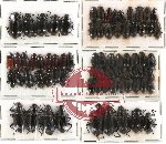 Scientific lot no. 88 Tenebrionidae (73 pcs)