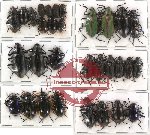 Scientific lot no. 90 Tenebrionidae (31 pcs)