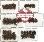 Scientific lot no. 89 Tenebrionidae (55 pcs)