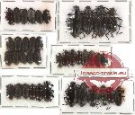 Scientific lot no. 87A Tenebrionidae (40 pcs)