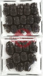 Scientific lot no. 134 Coprophaga (25 pcs)