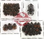 Scientific lot no. 112 Coprophaga (Onthophagini) (69 pcs)