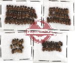 Scientific lot no. 123 Coprophaga (Aphodiini) (86 pcs)