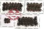 Scientific lot no. 129 Coprophaga (Onthophagini) (42 pcs)