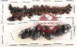 Scientific lot no. 120 Coprophaga (60 pcs)