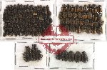 Scientific lot no. 104 Coprophaga (Onthophagini) (cca 147 pcs)