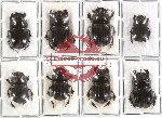 Scientific lot no. 125 Coprophaga (Copris spp.) (8 pcs A, A-, A2)