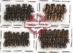 Scientific lot no. 126 Coprophaga (Onthophagini) (49 pcs)