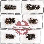 Scientific lot no. 118 Coprophaga (Onthophagini) (23 pcs)