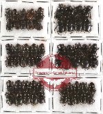 Scientific lot no. 130 Coprophaga (Onthophagini) (58 pcs)