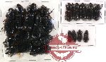 Scientific lot no. 23 Passalidae (18 pcs)