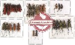 Scientific lot no. 27 Cerambycidae (28 pcs A2)