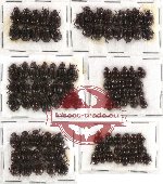 Hybosorinae Scientific lot no. 19 (100 pcs)