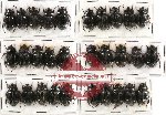 Hybosorinae Scientific lot no. 14 (30 pcs)