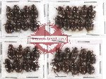 Hybosorinae Scientific lot no. 15 (36 pcs)