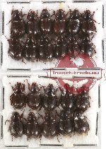 Hybosorinae Scientific lot no. 17 (22 pcs)