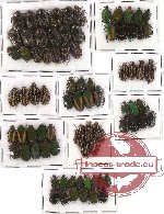 Scientific lot no. 1 Cetoniidae mix sp. (80 pcs)