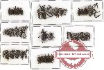 Scientific lot no. 61 Curculionidae (39 pcs - 5 pcs A2)