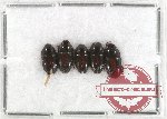 Scientific lot no. 80 Carabidae (Spalomorpha sp.) (5 pcs)