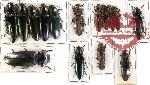 Scientific lot no. 27 Elateridae (large spp.) (15 pcs)