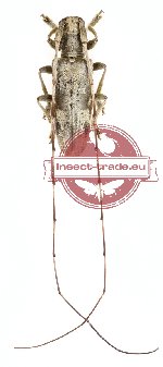 Acalolepta sericeipennis