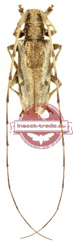 Acalolepta speciosa (A-)