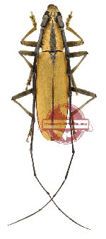 Massicus trilineatus (Pic, 1933)