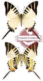Graphium anthipates itamputi