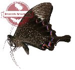 Papilio paris battacorum