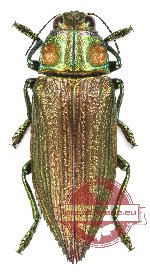 Chrysodema sp. 1