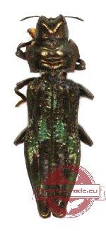 Aphanisticus sp. 1