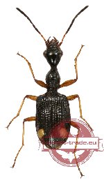 Carabidae sp. 21