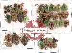 Scientific lot no. 115 Heteroptera (44 pcs)