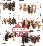 Scientific lot no. 98 Heteroptera (Reduvidae) (32 pcs)