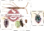 Scientific lot no. 116 Heteroptera (6 pcs)