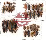 Scientific lot no. 112 Heteroptera (54 pcs)