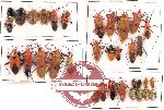 Scientific lot no. 90 Heteroptera (34 pcs - 10 pcs A2)