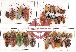 Scientific lot no. 91 Heteroptera (41 pcs)