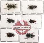 Scientific lot no. 87 Carabidae (6 pcs)