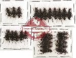 Scientific lot no. 100 Carabidae (26 pcs)