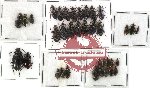 Scientific lot no. 93 Carabidae (36 pcs)