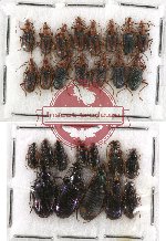 Scientific lot no. 18 Carabidae (27 pcs)