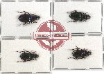 Scientific lot no. 90 Carabidae (4 pcs)