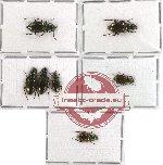 Scientific lot no. 91 Carabidae (7 pcs - 4 pcs A2)