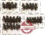 Scientific lot no. 96 Carabidae (28 pcs)