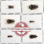 Scientific lot no. 82 Carabidae (6 pcs)