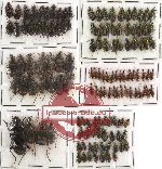 Scientific lot no. 95 Carabidae (133 pcs)