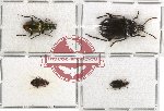 Scientific lot no. 86 Carabidae (4 pcs - 2 pcs A2)