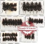Scientific lot no. 85 Carabidae (48 pcs A, A-, A2)